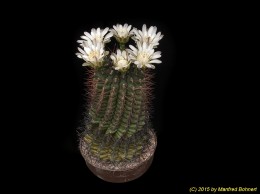 Gymnocalycium schickendanzii 151